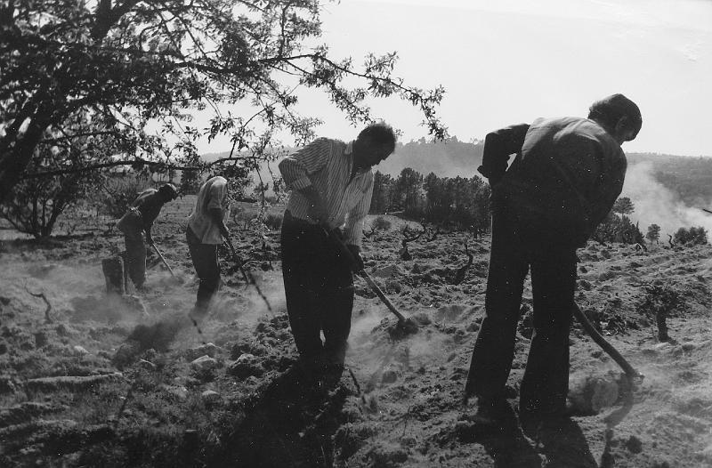 17.jpg - Trabalhadores - descavada de vinha 1999