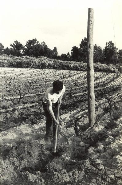 33.jpg - Final década de 1960 - Adriano da Mata a (d)escavar a vinha lugar Travessas